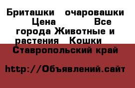 Бриташки - очаровашки.  › Цена ­ 3 000 - Все города Животные и растения » Кошки   . Ставропольский край